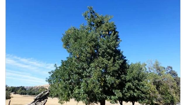 Орех гиндса  (juglans hindsii)