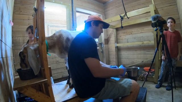 Daily Goat Milking Routine EVERY SINGLE STEP