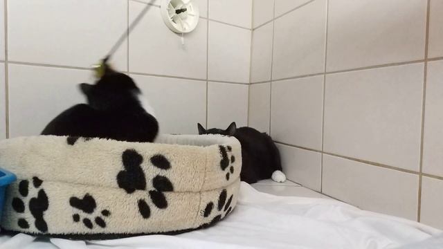 Коты-подростки играют с перьями
