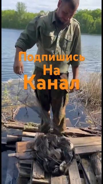 Ловля карася на диком лесном озере. #карась #рыбалка #природа