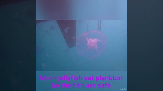 Moon jellyfish with unidentified fish living inside, Majuro Atoll, Marshall Islands