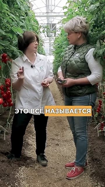 Лучшие урожайные крупноплодные томаты для выращивания в теплице.