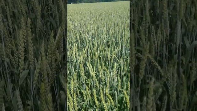 Состояние и подкормка озимой пшеницы сорт Ахмад 3 июня 2023 г.
