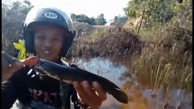 Berburu Gabus Ke Rawa-Rawa Hutan Kalimantan | MANCING MANIA CASTING