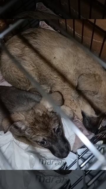 Щенок Лапуля живёт в приюте