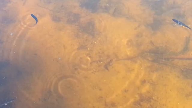 Мальки на мелководье. Июль / Small fish in calm water