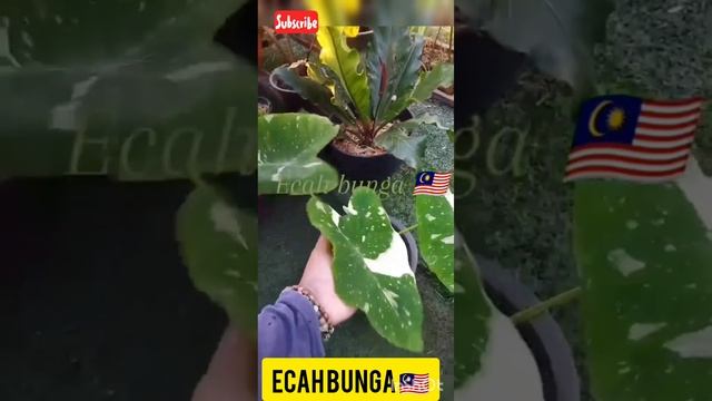 Hai sahabat semua jom tengok video saya mesti sahabat suka