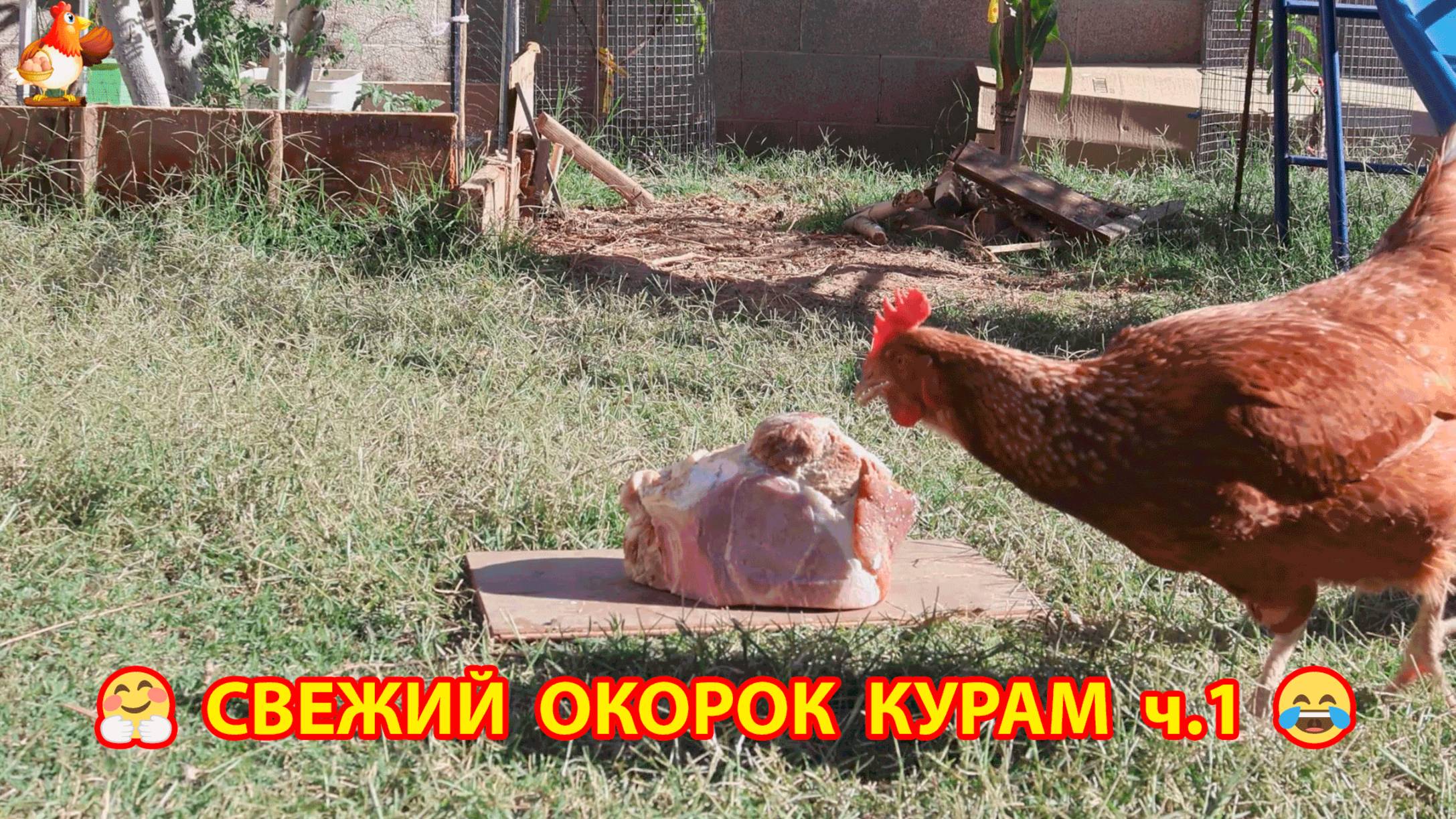 Куры любят свежее мясо и решили разделаться с окороком 🥩😂❣️ (1)