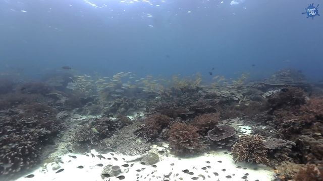 Banda Sea 2016