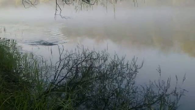 Бобер плывет