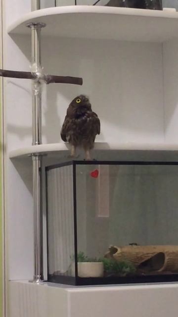 Сова первый день дома :) Owl home