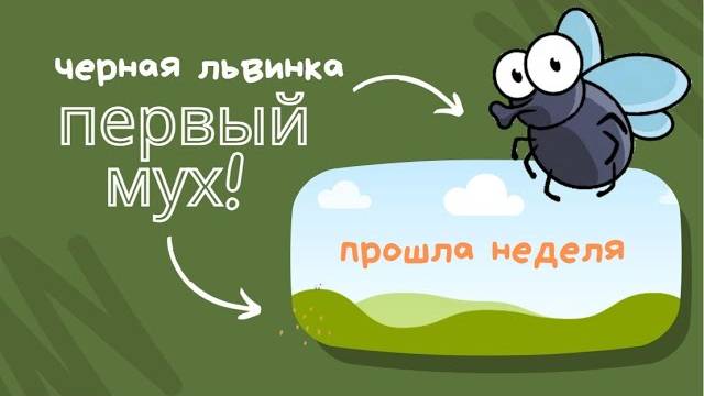 Хотели мухов? Есть они!