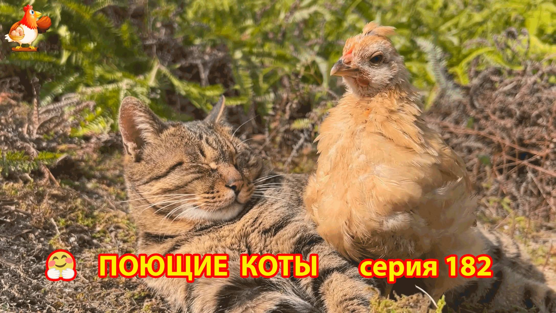 Крутые коты у птичьего двора серия (182) 🐈🐈😹 Природа Абхазии и подворье с птицами и животными ❣