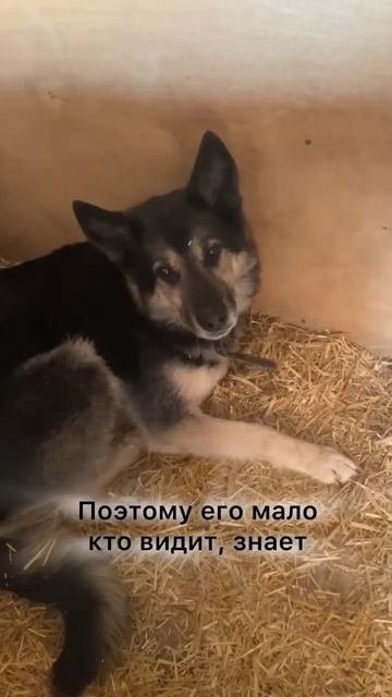 Янек из приюта в добрые руки/ Москва