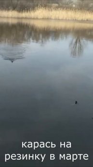 ловля карася на резинку в апреле