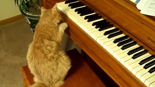 Кот и пианино (Cat & Piano)