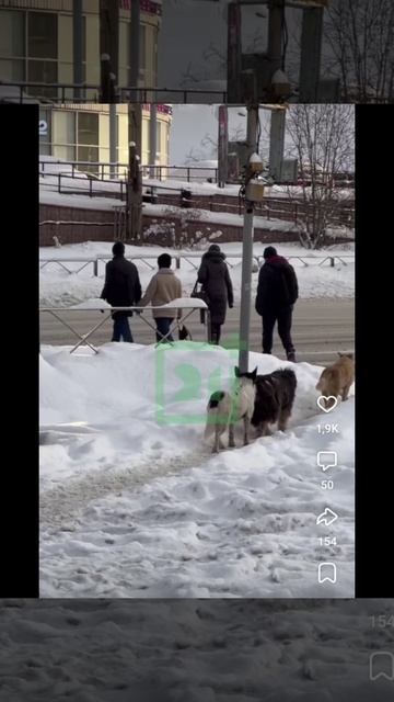 Собаки вместе с людьми дождались сигнала светофора и перешли дорогу