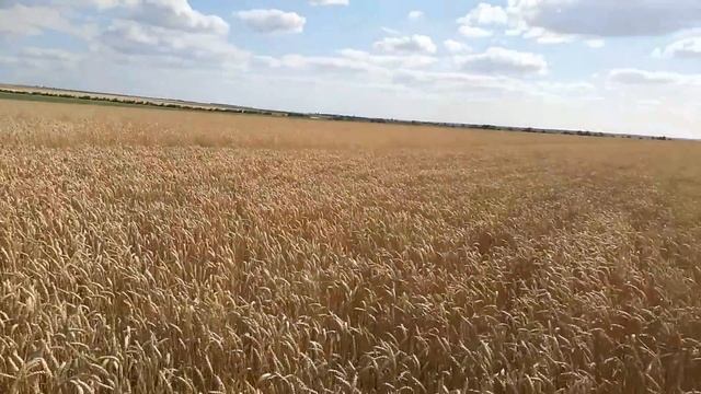 Канадская пшеница Toledo перед уборкой