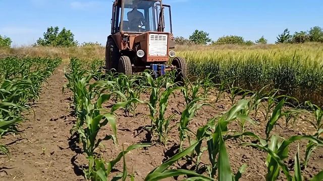 Т-25 прополка міжрядь кукурудзи