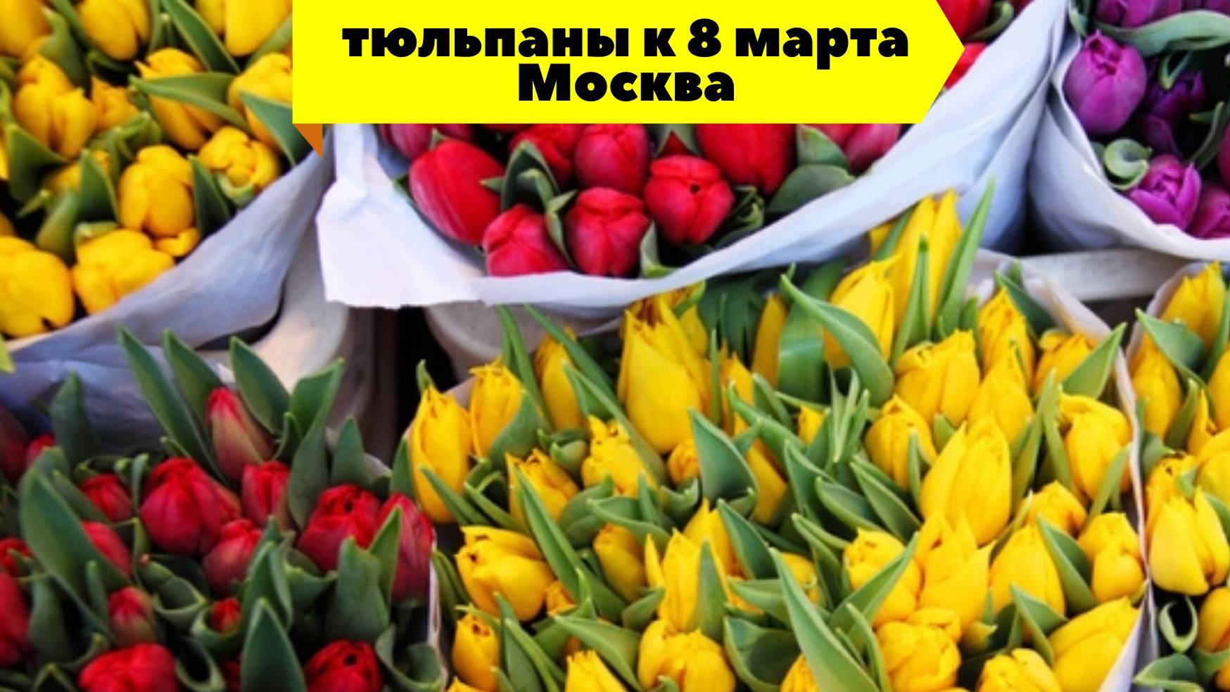 Тюльпаны 2025