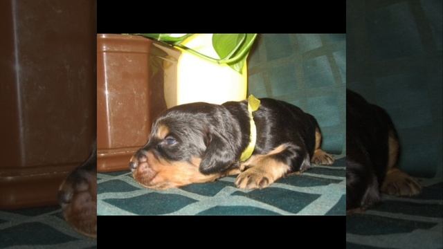 Рождение  шотландского сеттера - гордона Ларса. 01 мая 2011 года.