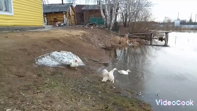 Растаяло озеро, утки поплыли 🦆🌊