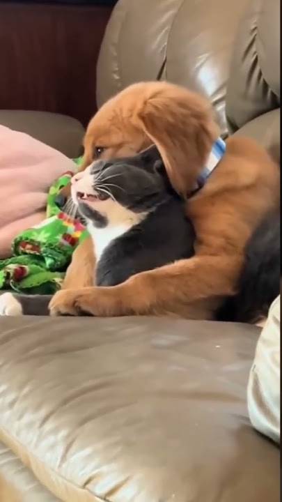 Смешные видео с собаками и кошками😻😂Самые смешные видео с животными 2025 года_попробуй не смеяться