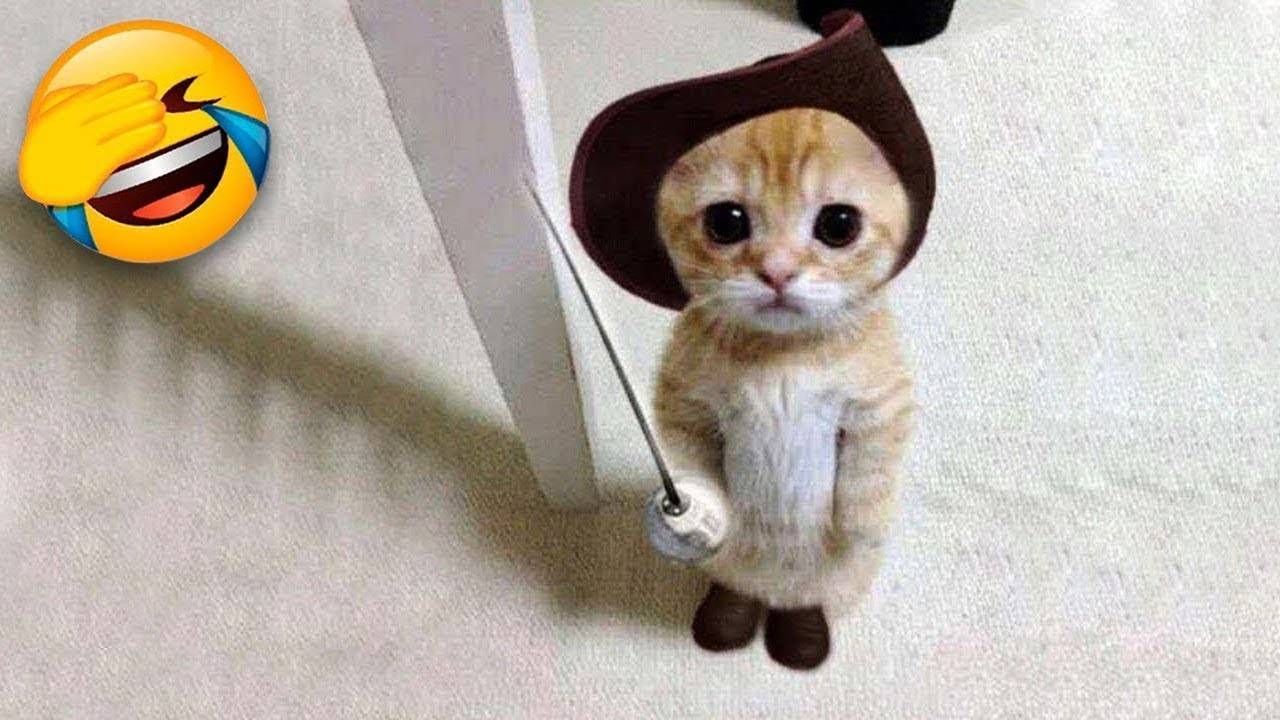 Смешные кошки и собаки 🐶🐱 Приколы с Животными