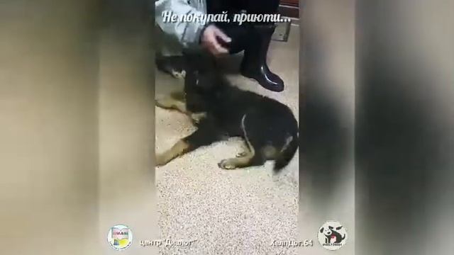 Не покупай   приюти @help dog64 Нитка