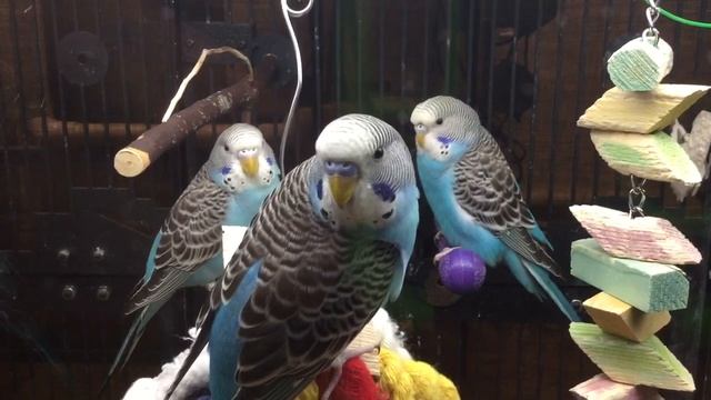 PetSmart Budgies/Parakeets(Волнистых попугаев)
