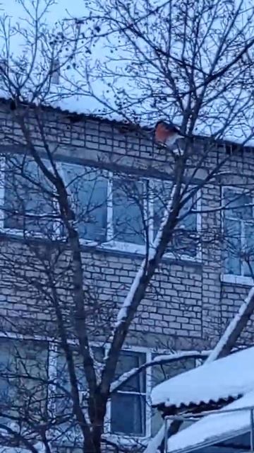 #covid19 #снегири #президента #новость #с праздником!