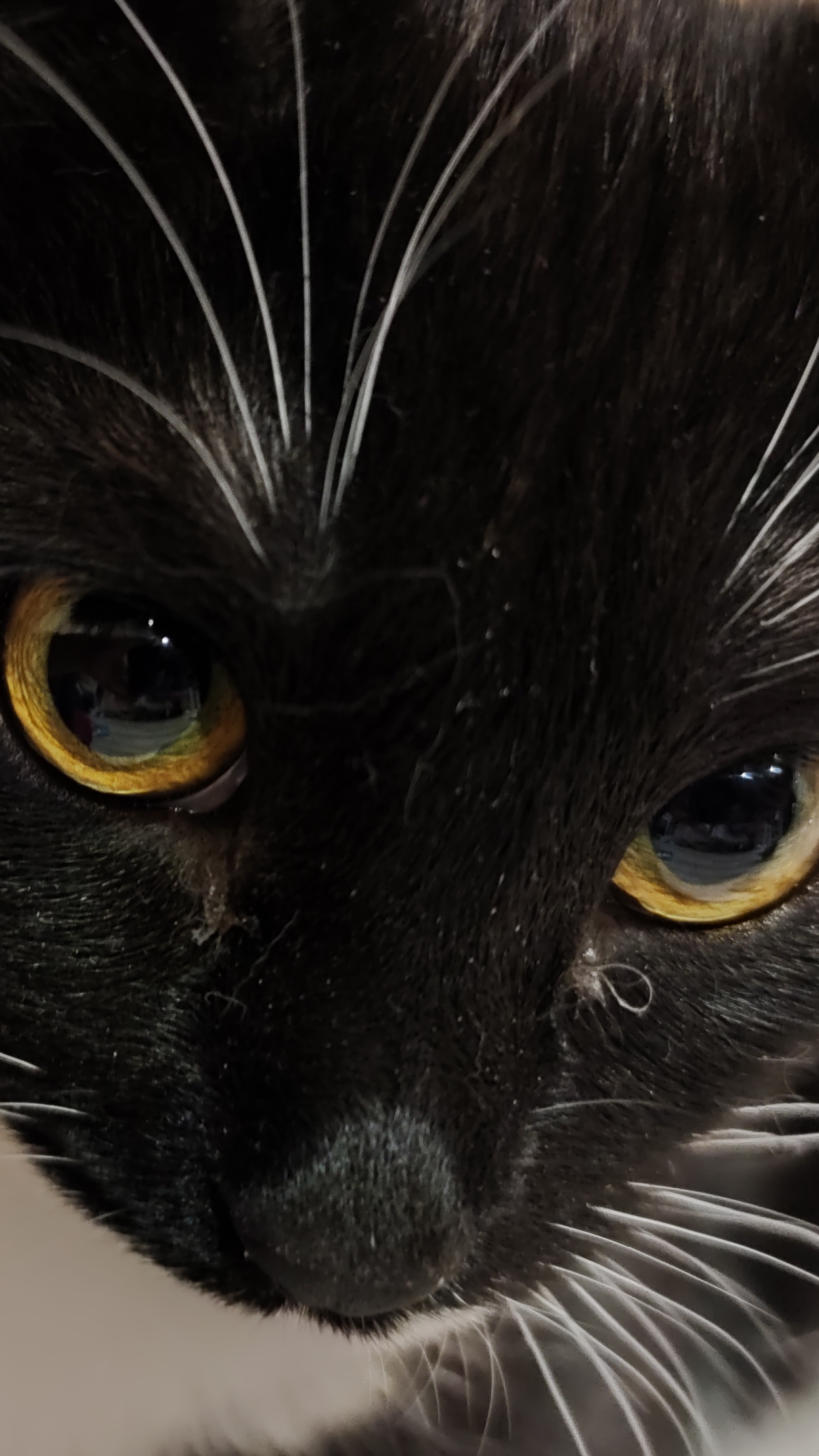 кошаки