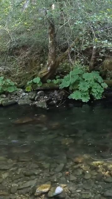 Tiny Cutthroat trout in a tiny stream in Southern Oregon