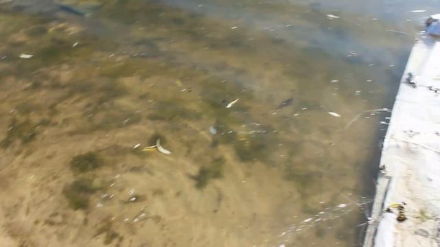 Зарыбление водоёма. выпускаем рыбку