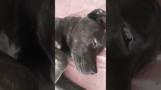 ПОСЛЕ ПРОЦЕДУР,БЭЛЛУ ЧТО- ТО БЕСПОКОИТ