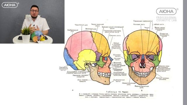 Череп и анатомия области головы и шеи