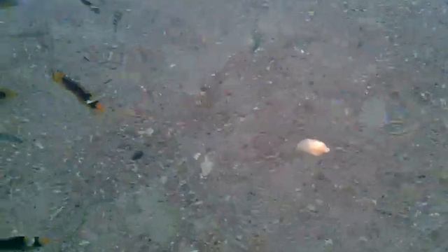 Кормим рыб. Красное море.