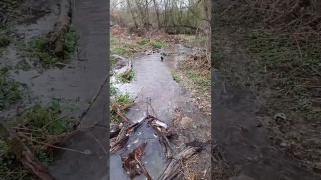 Разлив на реке Чавра