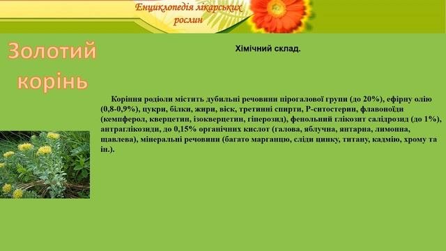 Золотий корінь