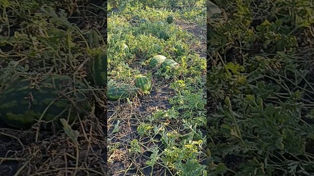 сбор окончательного урожая