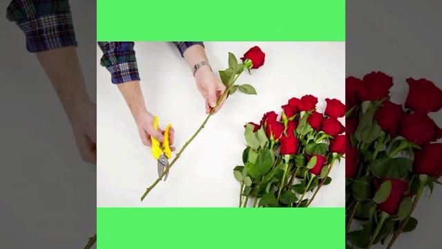 сл.Ю.Колчак, Цветы