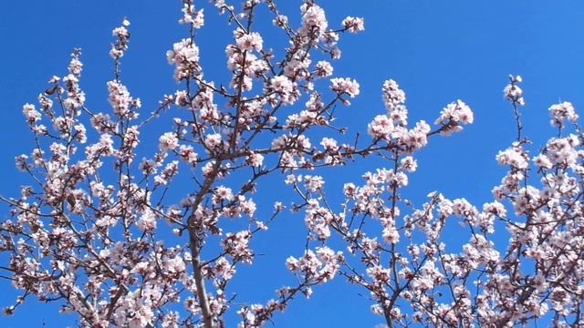 🌿 Город Судак, 25.03.2019 год -- красота возле моего дома. Цветёт миндаль.