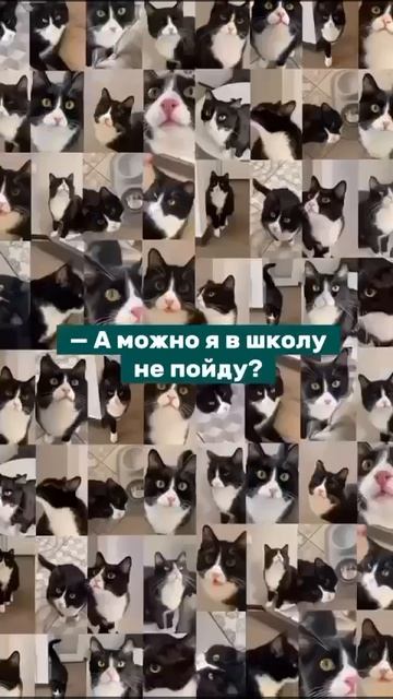 memы