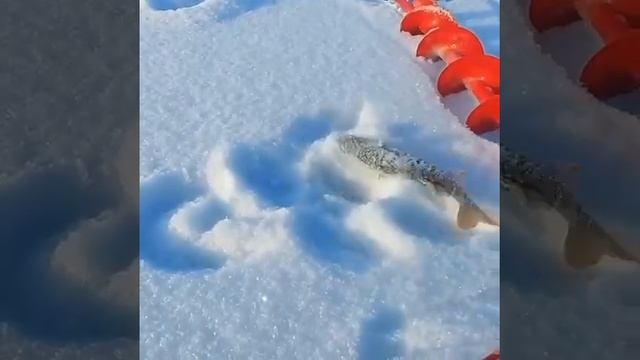 Концентрация окуня в водоеме зашкаливает.