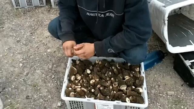 Episode 1 of 6: Northwest territories morel harvest 2012