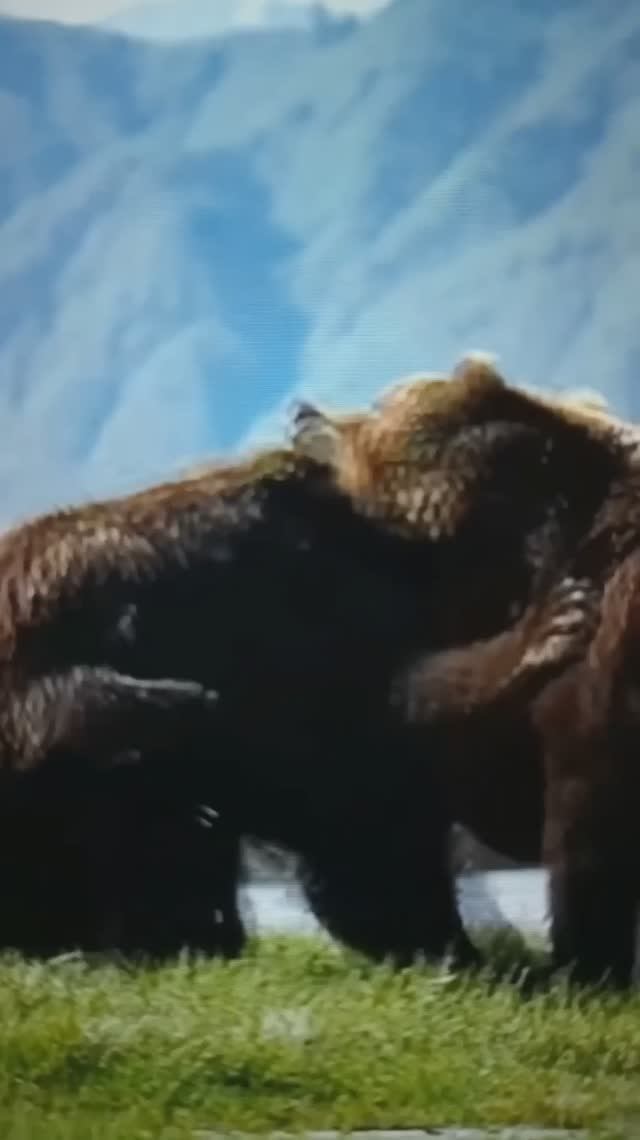 Схватка мохнатых тяжеловесов😯😮😳
