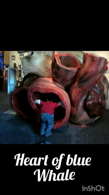 how big a blue whale's heart can be #shorts #youtubeshorts #facts #amazing #bluewhales #marine