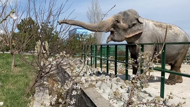 Слониха Джени ломает ветки!