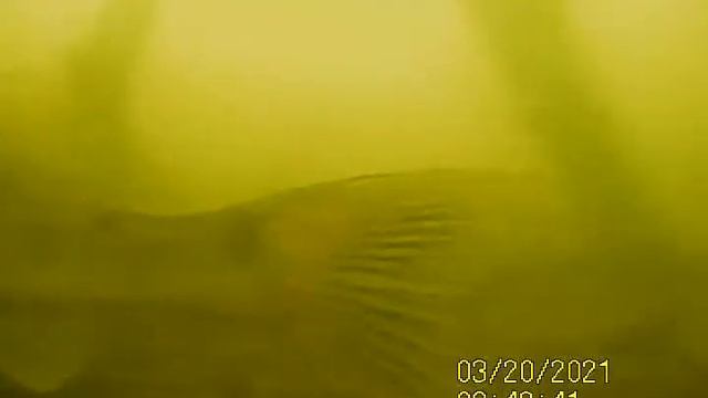 Судак полметровый