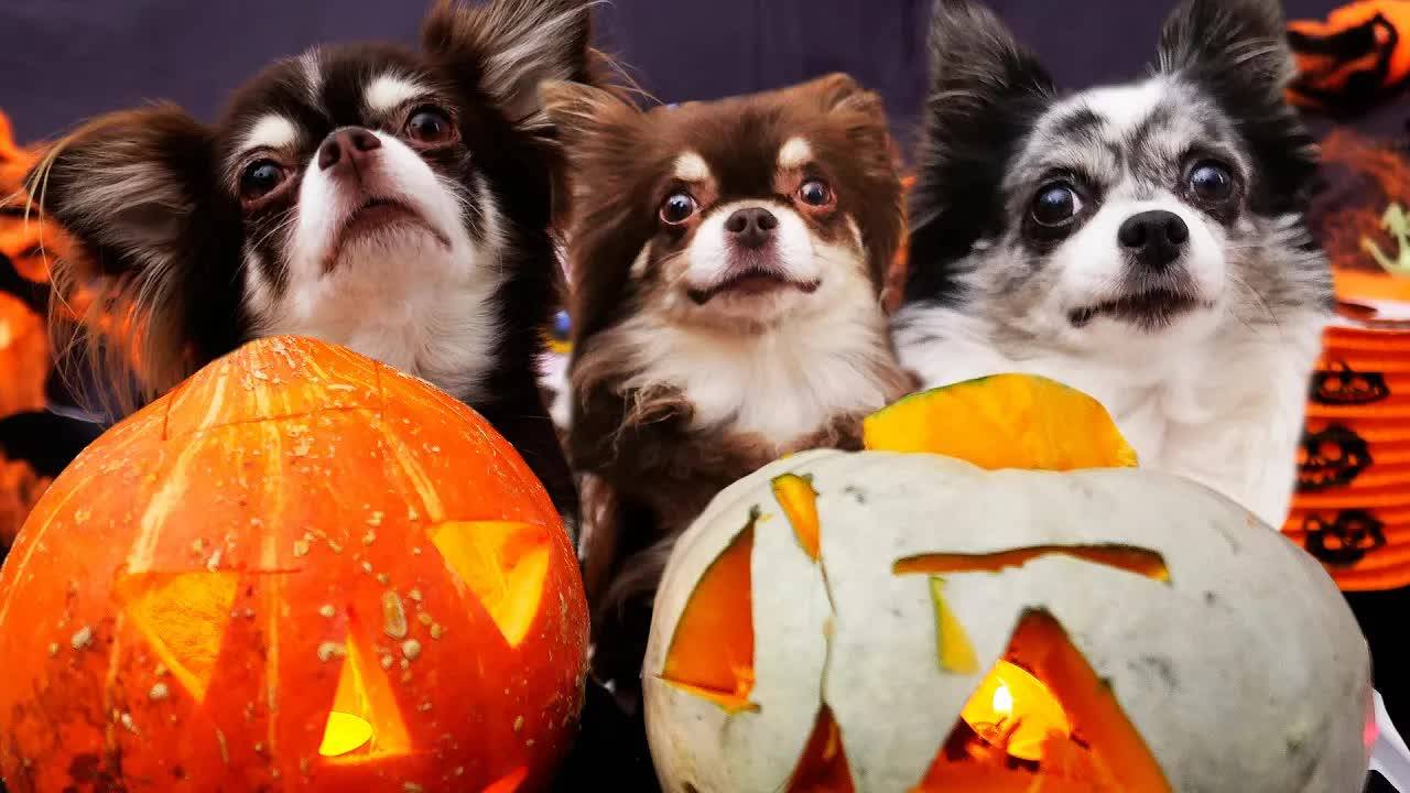 Вызвали дух Эйвана! Доигрались на Хэллоуин! 👻🎃